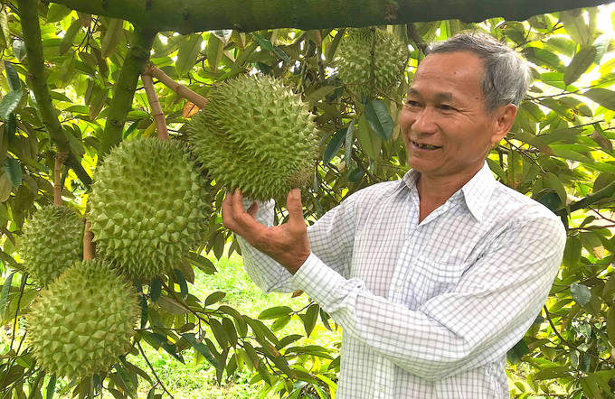 Cây sầu riêng mang lại thu nhập cao cho người dân xã Hiệp Đức. Ảnh: Kiều Nhi.