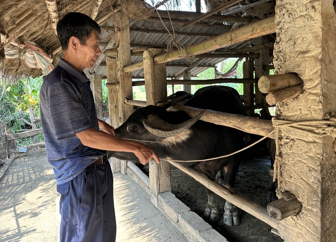 Chuồng trâu cần thường xuyên vệ sinh để hạn chế mầm bệnh lây lan. Ảnh: Quang Linh.