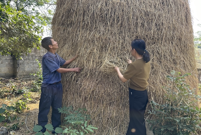 Ông Nông Văn Quang chuẩn bị lượng lớn rơm khô. Ảnh: Quang Linh.