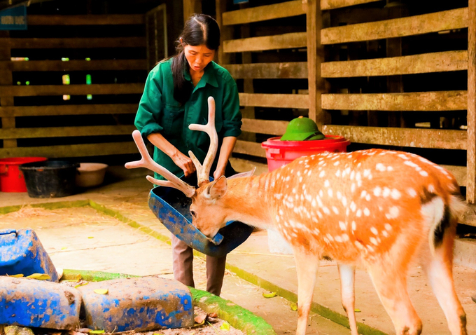 Chăn nuôi đại gia súc chiếm tỷ trọng lớn trong cơ cấu giá trị sản xuất nông nghiệp của Hà Tĩnh. Ảnh: Thanh Nga.