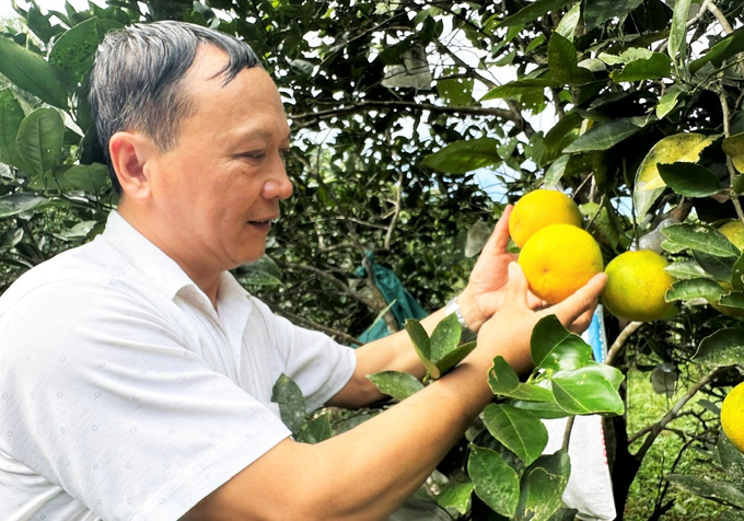 Năm nay, giá bán cam tại Hà Tĩnh đạt cao nhất trong khoảng 10 năm trở lại đây. Ảnh: Thanh Nga.