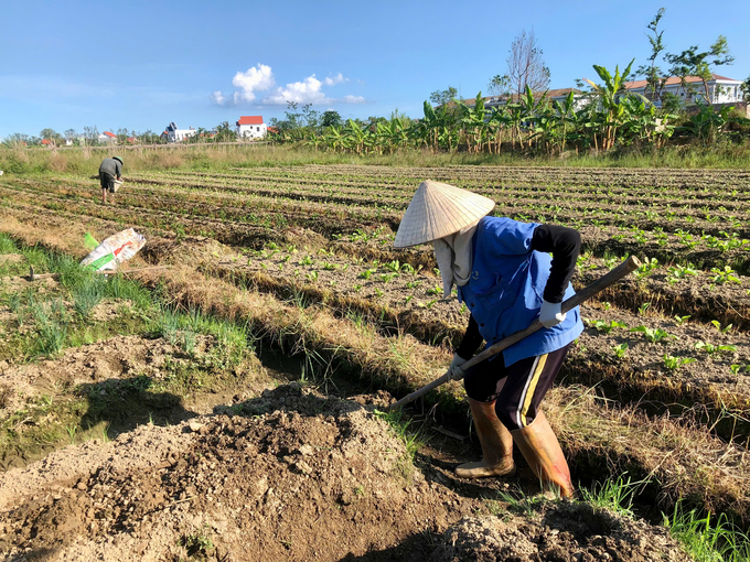 Ngành nông nghiệp Quảng Ninh sẽ sớm chuẩn bị các phương án triển khai hiệu quả sản xuất vụ đông xuân 2024 - 2025 tới đây. Ảnh: Cường Vũ.