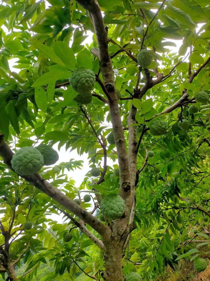 Nhờ áp dụng các kỹ thuật bài bản, cây na phát triển khỏe và cho ra quả trái vụ với chất lượng tốt.