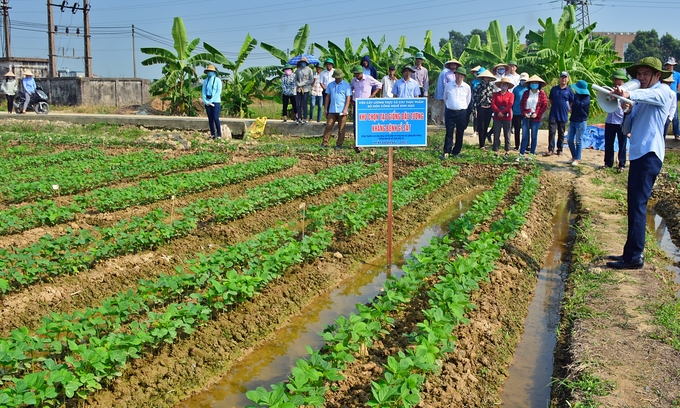 Khảo nghiệm giống đậu tương kháng bệnh gỉ sắt tại tỉnh Hải Dương. Ảnh: Bảo Thắng.