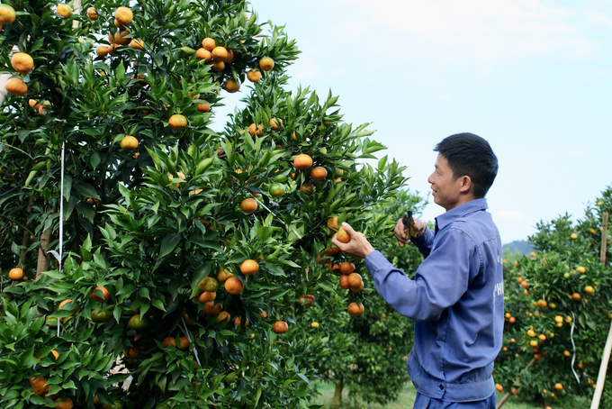 Nông dân Sơn La có đủ kinh nghiệm và tri thức để tiến đến sản xuất trồng trọt công nghệ cao. Ảnh: Quỳnh Chi.