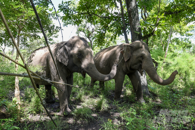 Elephants at Yok Don National Park, Dak Lak province. Photo: Tung Dinh.