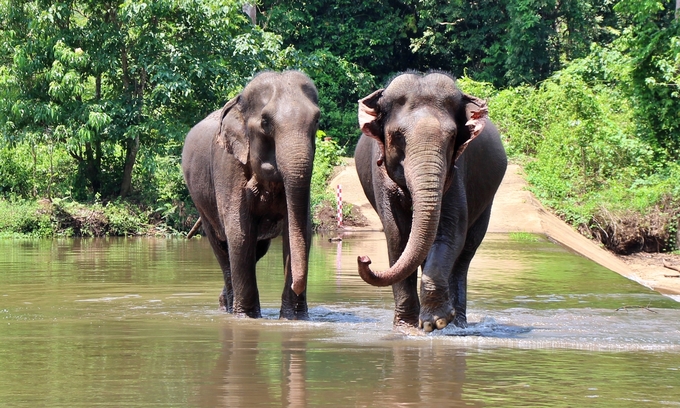 In the wild, elephants need large living spaces, up to 10 - 20km. Photo: Y Siem.