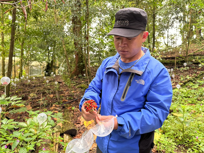 At present, Quang Nam Province houses approximately 1,230 hectares of Ngoc Linh ginseng acreage. Photo: L.K.