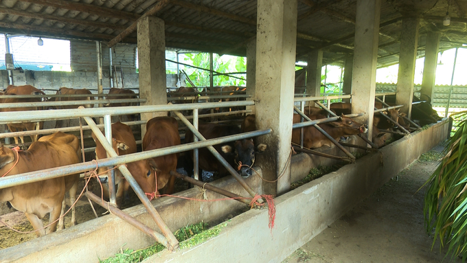 Những mô hình nuôi trâu, bò vỗ béo đanh phát triển nhanh tại tỉnh Bắc Kạn. Ảnh: Ngọc Tú.