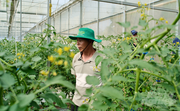 Mr. Ha Van Tien in his 1,700m2 greenhouse sponsored by the Korean Government. Photo: Quynh Chi.