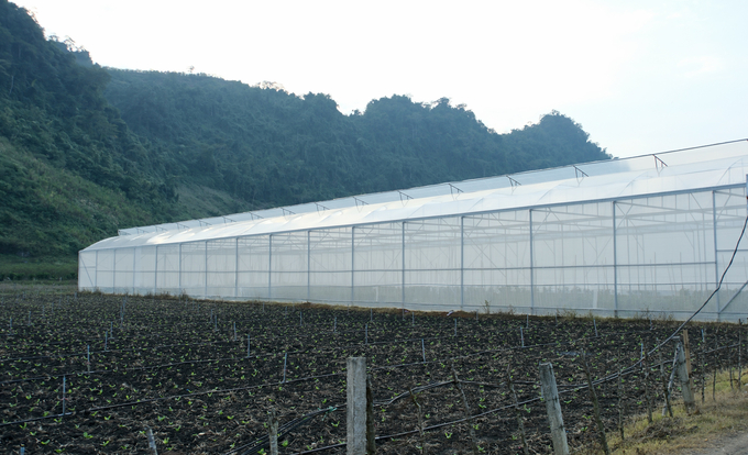 Son La has several sub-climatic zones ideal for developing temperate fruit and vegetable production. Photo: Quynh Chi.