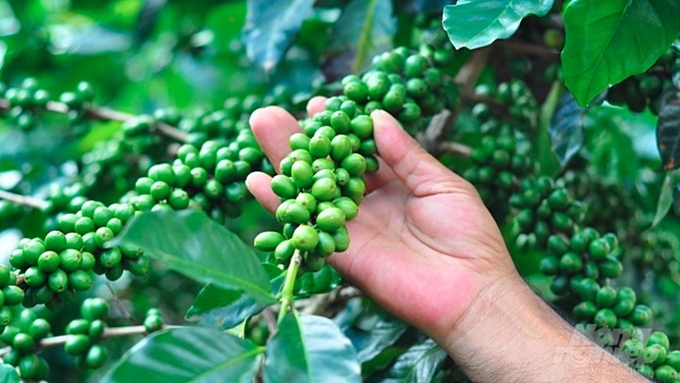 Latest domestic and global coffee prices on November 21, 2024