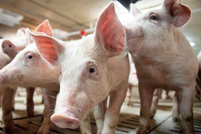 Live pig prices in the three regions on November 21, 2024