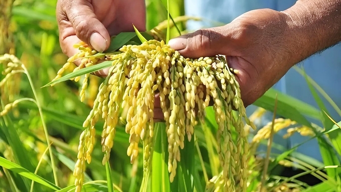 Update on rice prices on November 21, 2024