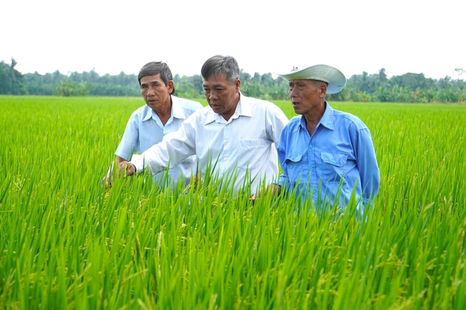 The agricultural weather forecast has been implemented, shared and spread by over 219 cooperatives across the entire Mekong Delta region. Photo: Kim Anh.