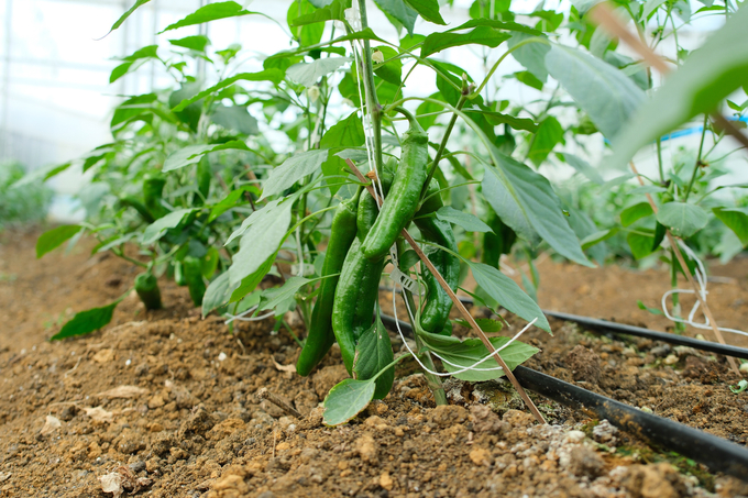 Growing sweet palermo peppers in greenhouses shows good prospects, with stable plant growth. Photo: Quynh Chi.