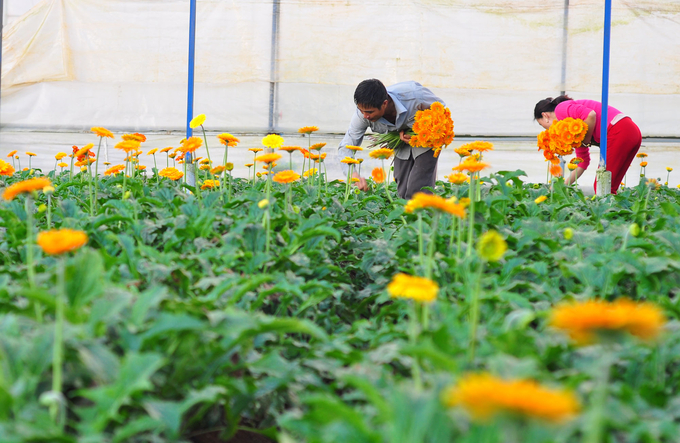 Vụ hoa Tết năm nay, Đà Lạt xuống giống 895ha các loại, tương đương trên 200 triệu cành để phục vụ người dân. Ảnh: Thiện Lương.