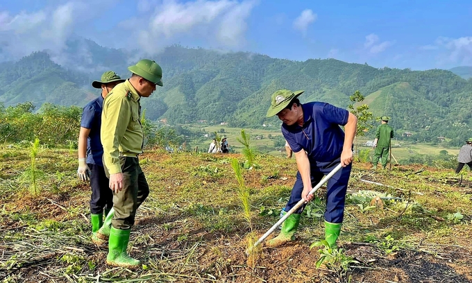 Alongside agriculture, forestry is considered to have a significant impact on Vietnam's Net Zero goals. Photo: Bao Thang.