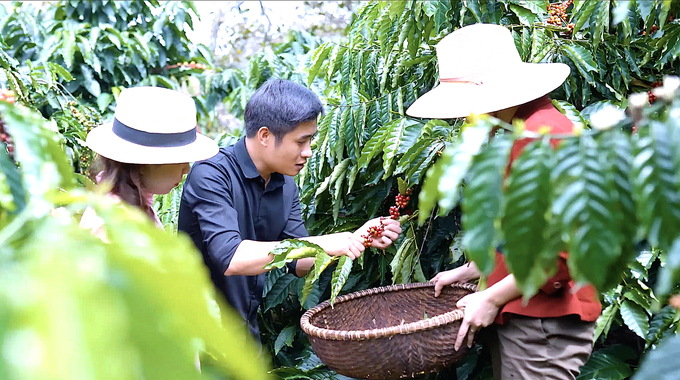 Le Van Hoang introducing the process of harvesting ripe coffee cherries to visitors at his Enjoy Coffee farm. Photo: Hong Thuy.