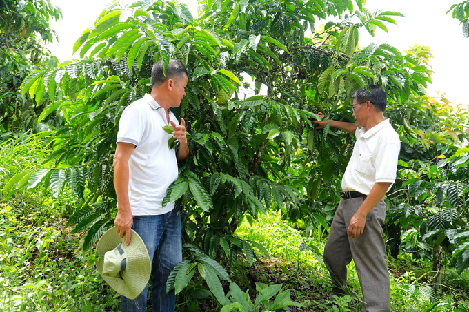 Le Van Hai's coffee farm has been practicing organic cultivation since 2019 after partnering with Bazan Dak Nong Coffee Co., Ltd. Photo: Hong Thuy.