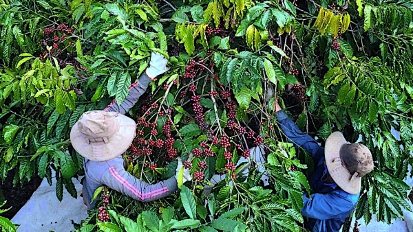 Cà phê canh tác theo hưỡng hữu cơ sau một thời gian đầu giảm năng suất sẽ dần tăng trở lại, thậm chí cao hơn canh tác hóa học. Ảnh: Hồng Thủy.