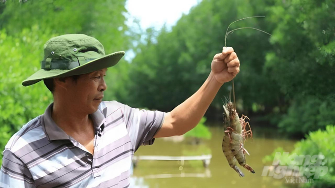 Mô hình tôm - rừng đầu tiên của Việt Nam tại huyện Ngọc Hiển (Cà Mau) được chứng nhận ASC nhóm. Ảnh: Trọng Linh.