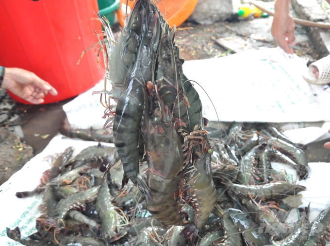 Selecting good seeds and applying remote disease prevention measures such as using biological products to strengthen resistance and increasing beneficial bacteria in the intestines help shrimp digest well, grow quickly and stay healthy. Photo: Trung Chanh.