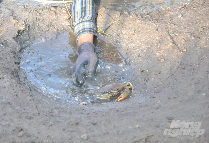 In An Minh district, dozens of farming households have experienced unusual crab deaths, but the cause of the disease has not been clearly identified. Photo: Trung Chanh.