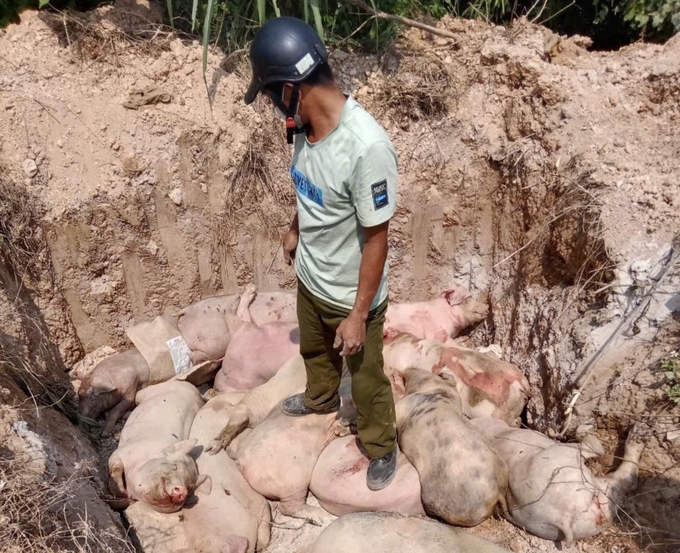 Livestock farmers are devastated as the disease breaks out on a large scale. Photo: Viet Khanh.