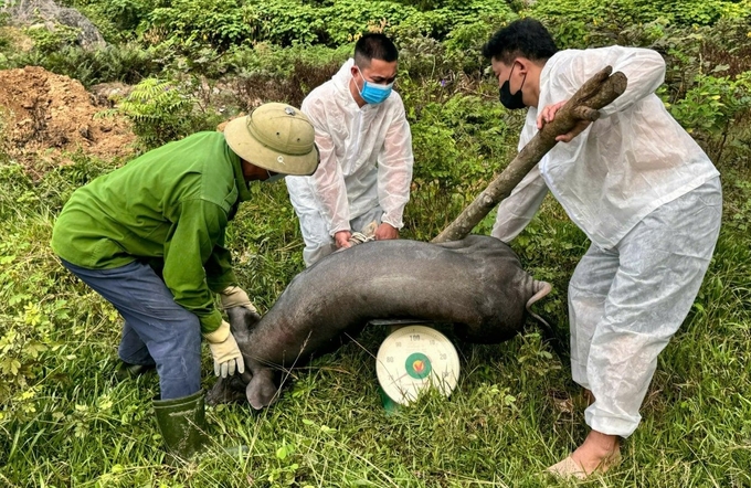 The African swine fever outbreak is developing in a worrying direction in Nghe An. Photo: Viet Khanh.