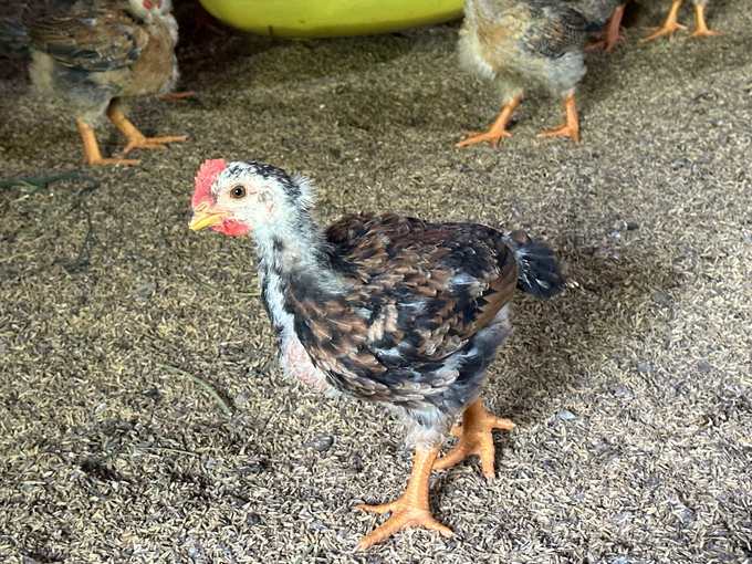 Biological bedding helps chickens reduce stress. Photo: Quang Linh.