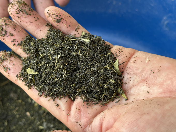 Green tea dust is mixed into animal feed. Photo: Quang Linh.