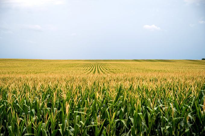 New app helps farmers record how much nitrogen they are putting on their fields In hopes of reducing overapplication. Photo: Getty Images.