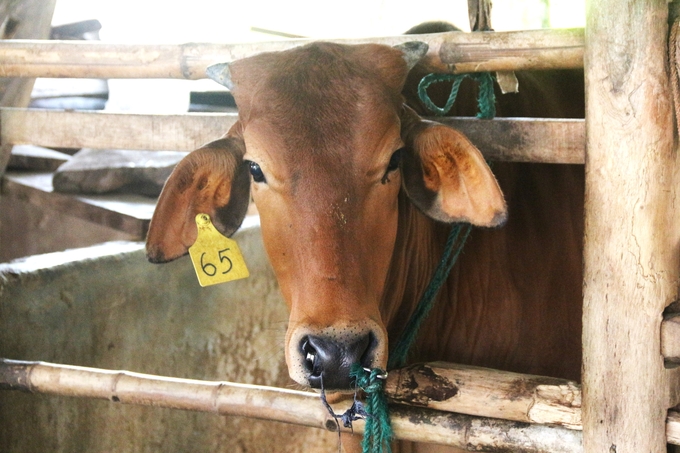 To prevent hunger and cold for livestock in winter, experts recommend people regularly monitor weather developments to have appropriate response plans. Photo: Pham Hieu.