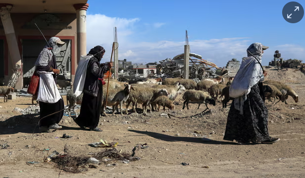 Shepherds herd a flock of sheep near a building destroyed during an Israeli bombardment in Khan Younis, Gaza Strip, on 19 November 2024. 