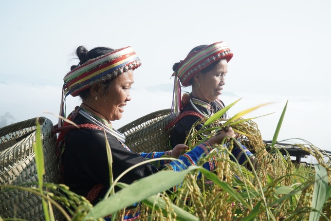 Vùng trồng lúa nếp Tài ở xã Yến Dương (huyện Ba Bể) đạt chuẩn hữu cơ. Ảnh: Sơn Lâm. 