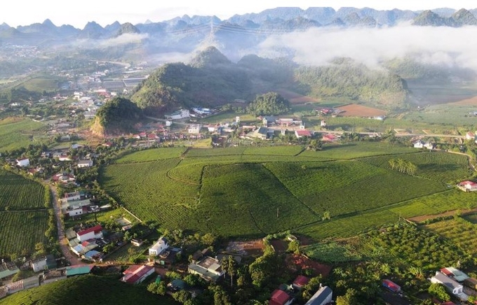 Thành lập thị xã Mộc Châu trên cơ sở toàn bộ diện tích tự nhiên 1.072,09 km2 và quy mô dân số 148.259 người của huyện Mộc Châu hiện nay. Ảnh: Internet.