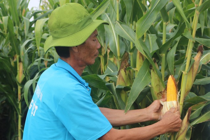 A field planted with the genetically modified corn variety in An Giang. Photo: Son Trang.