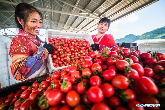 Farmers load cherry tomatoes in Dafang County of Bijie, southwest China's Guizhou Province, July 18, 2018. Farmers in Bijie County are busy collecting cherry tomatoes during the harvest season. Photo: Xinhua.