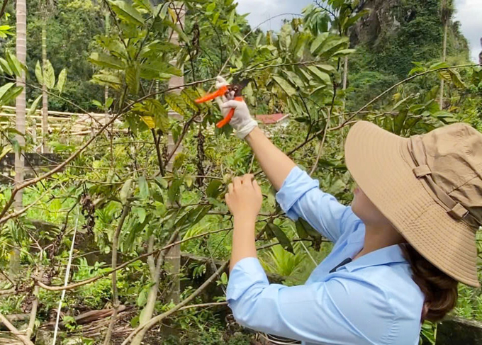 Người dân phải cắt tỉa cành lá để cây na tập trung dinh dưỡng hồi phục sau bão số 3. Ảnh: Đinh Mười.