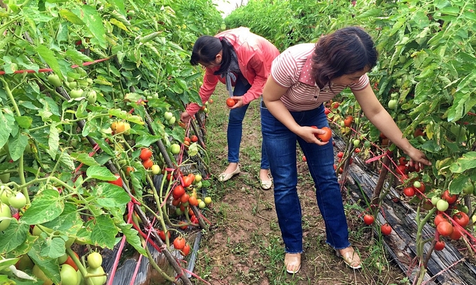 Thu hoạch cà chua tại vườn khảo nghiệm của Viện Cây lương thực và Cây thực phẩm. Ảnh: Bảo Thắng.