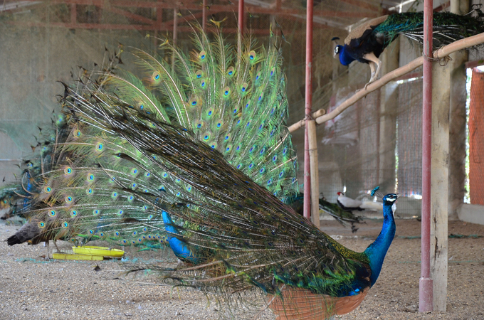 A close-up look at peafowls in Bau island (An Lao, Hai Phong). Photo: Duong Dinh Tuong.