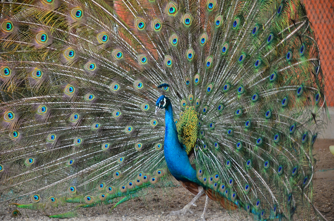 Peafowls at Bau Island Farm, An Lao district (Hai Phong), performing a natural dance. Photo: Duong Dinh Tuong.