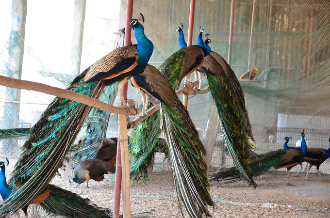 It is imperative to arrange bamboo roosts in the barn so that the peafowls can perch. Photo: Duong Dinh Tuong.