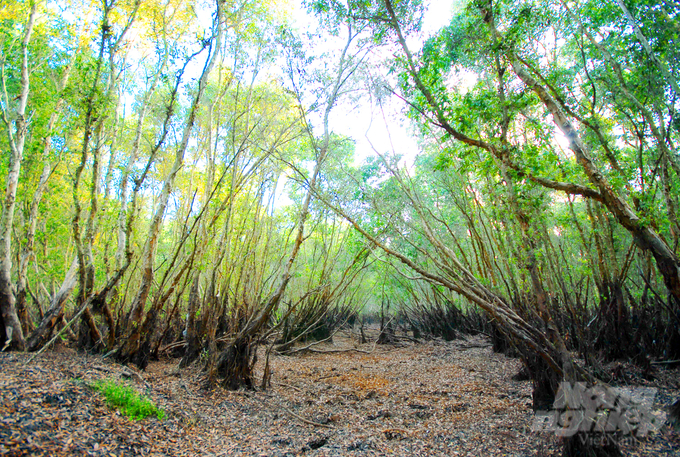 Recently, the National Park has actively implemented solutions on forest fire prevention and fighting. Photo: Hoang Vu.