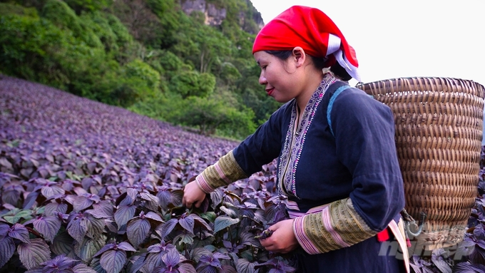 Chị Trần Anh Xuân thu hoạch tía tô. Ảnh: Hùng Khang.