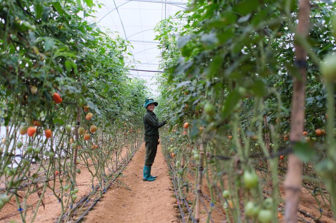 Son La farmers are increasingly investing in high-tech fruit and vegetable production. Photo: Quynh Chi.