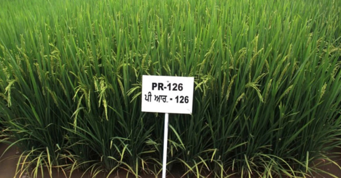 A plot with PR 126 paddy variety, which has been developed by Punjab Agricultural University | Pic credit: PAU website.