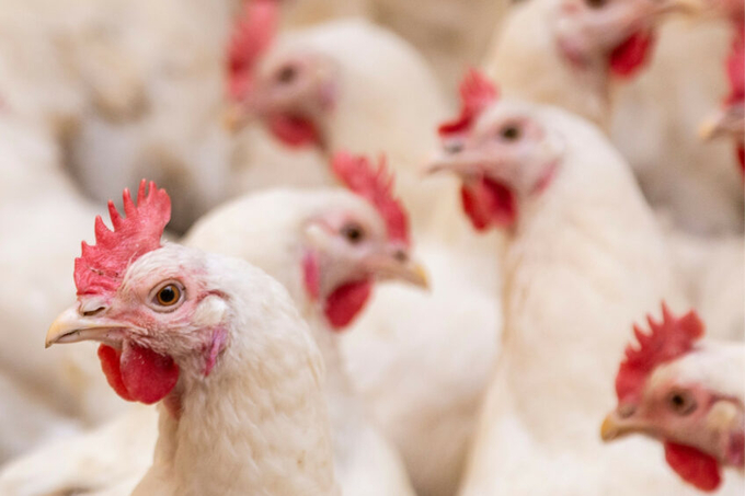 A study has uncovered specific regions across 9 different areas of the chicken genome where genetic variations appeared to play a role in helping protect chickens from bird flu outbreaks. Photo: Canva.