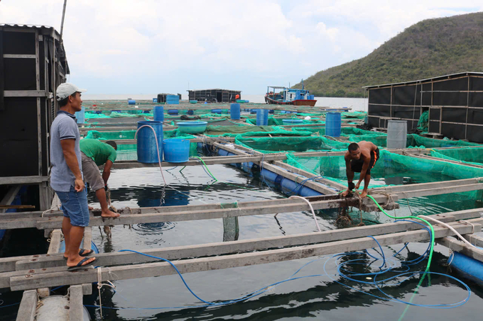 Ngư dân Phú Yên chằng néo cột lồng bè để ứng phó với mưa bão. Ảnh: K.S.